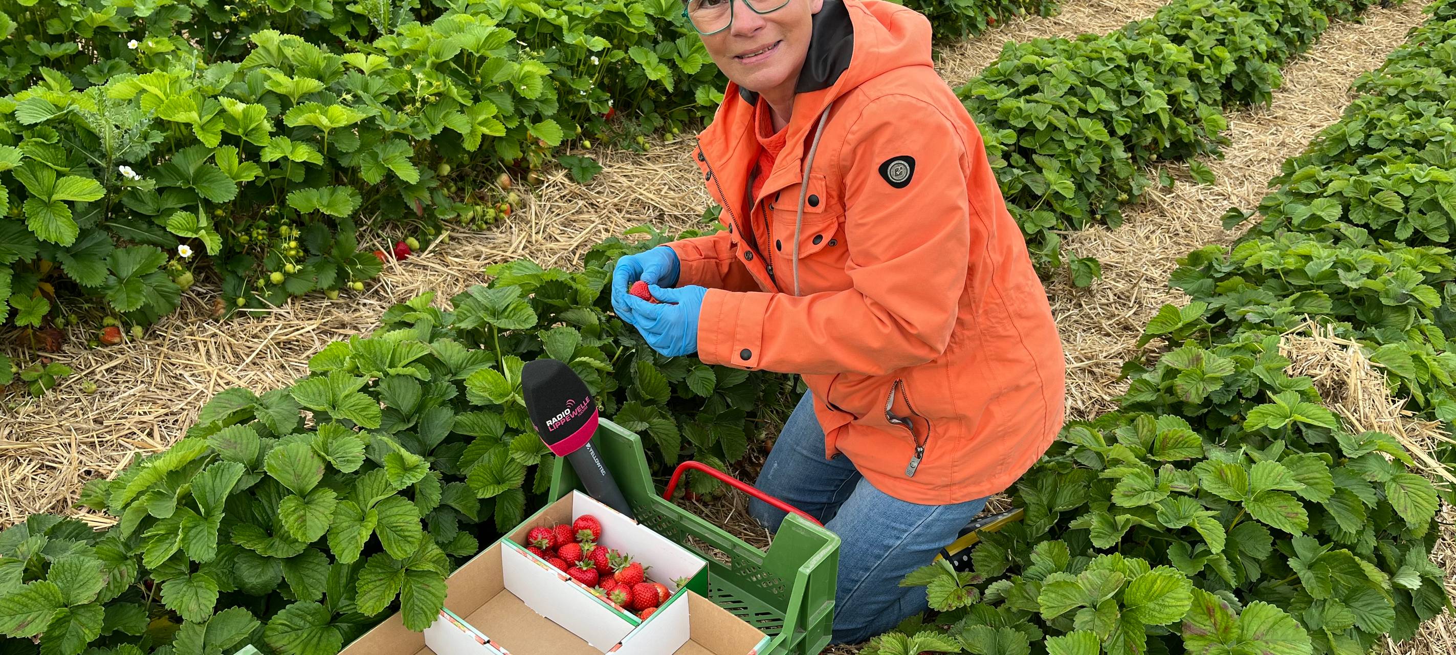 So werden Erdbeeren in Hamm geerntet