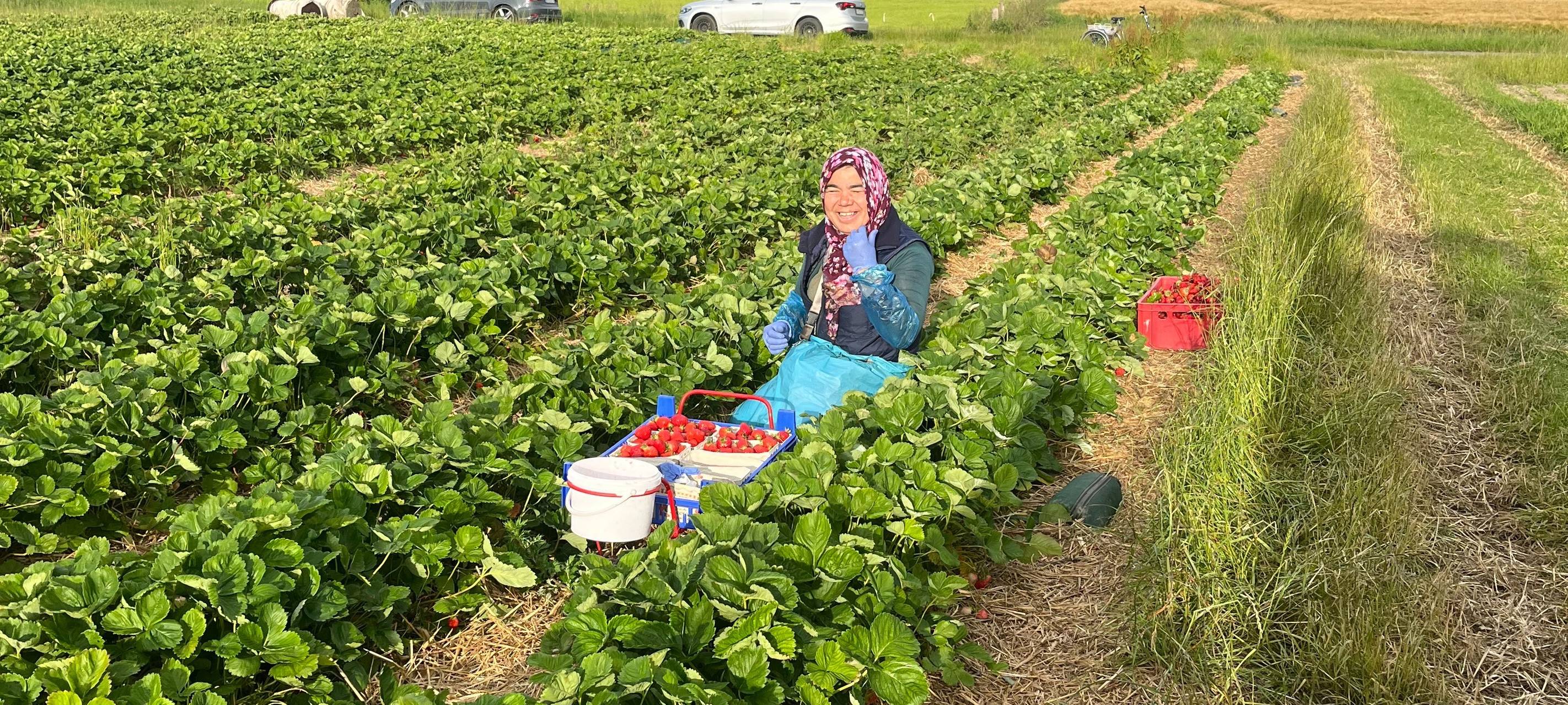 So werden Erdbeeren in Hamm geerntet
