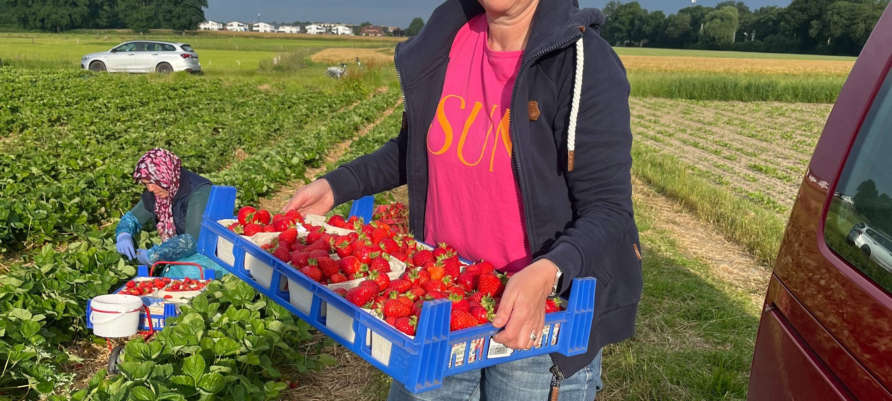 So werden Erdbeeren in Hamm geerntet