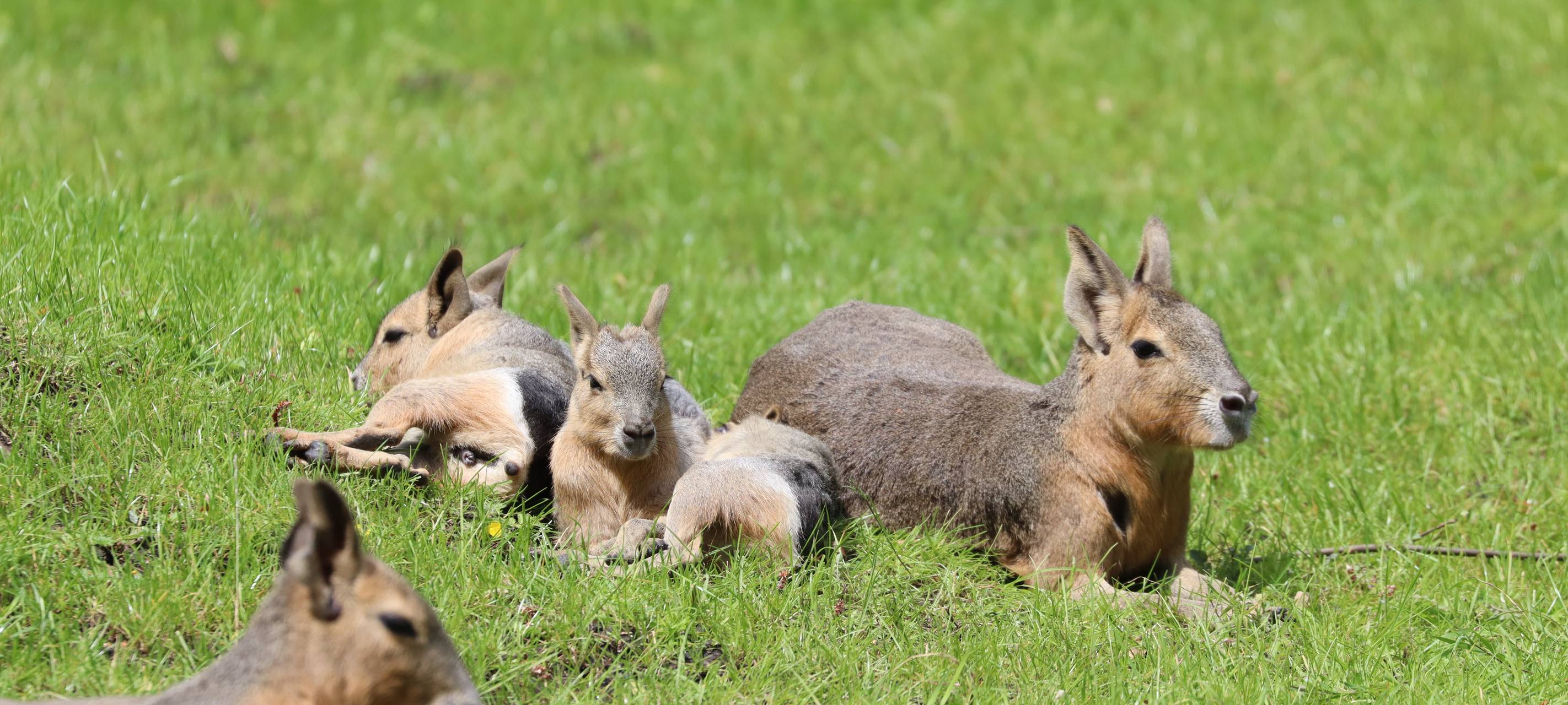 Kleine Große Maras sorgen für Kuschelalarm in Hamm