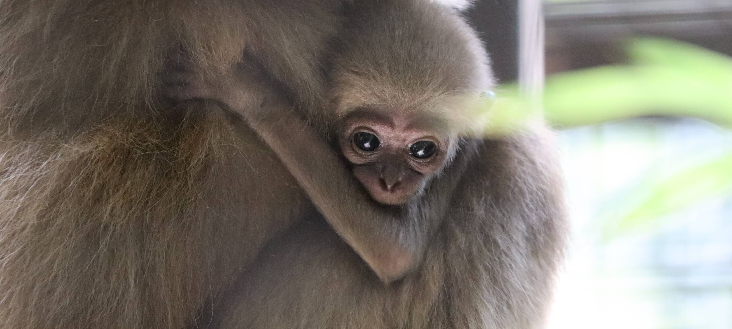 Weißhandgibbon Baby