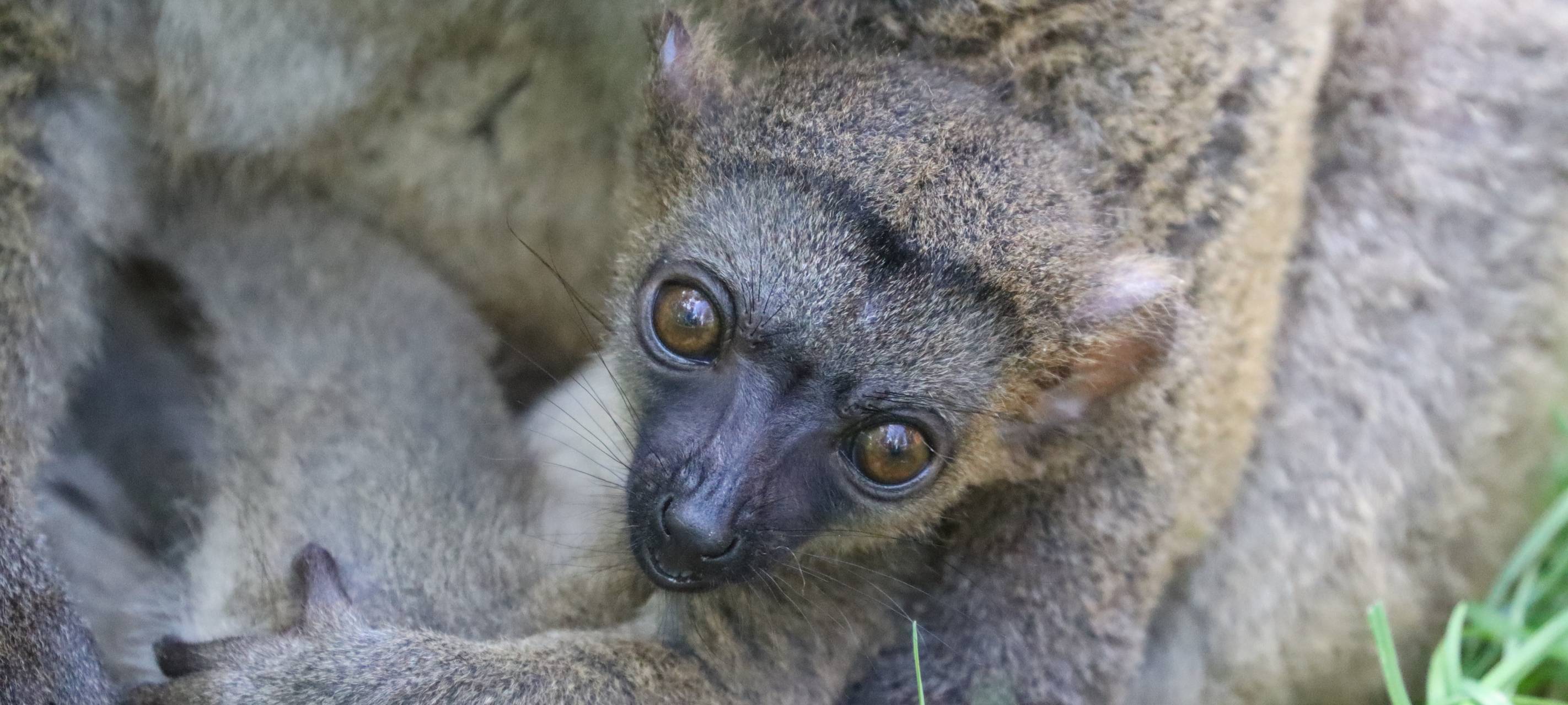Lemurenfamilie im Tierpark Hamm wächst weiter