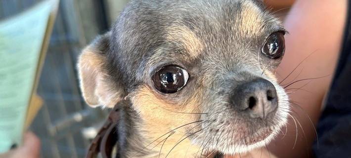 Polizei beschlagnahmt Chihuahua