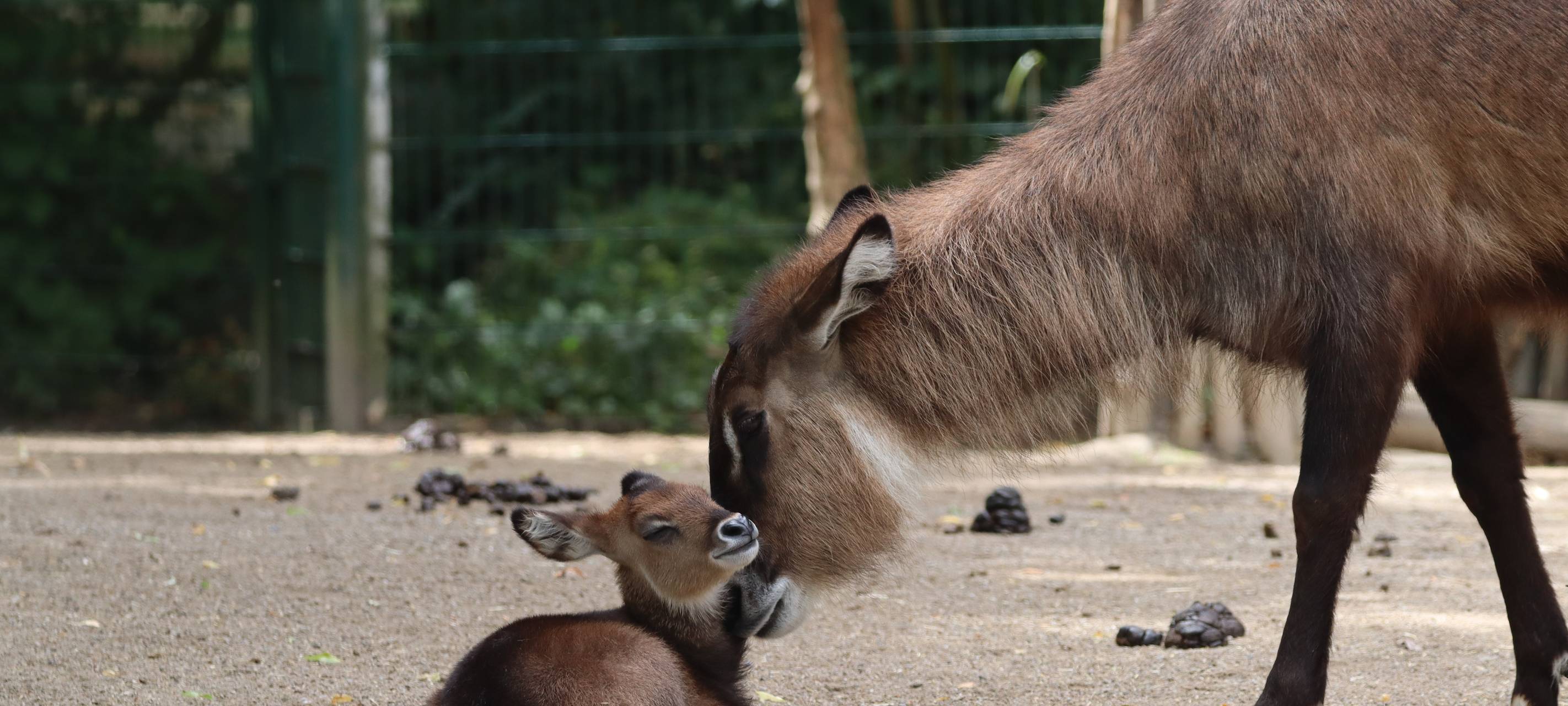 Wasserbock Nachwuchs Harley
