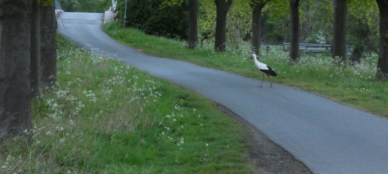 Die Störche in Hamm