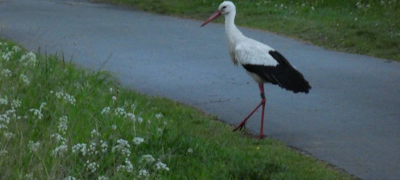 Die Störche in Hamm
