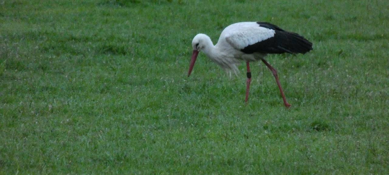 Die Störche in Hamm