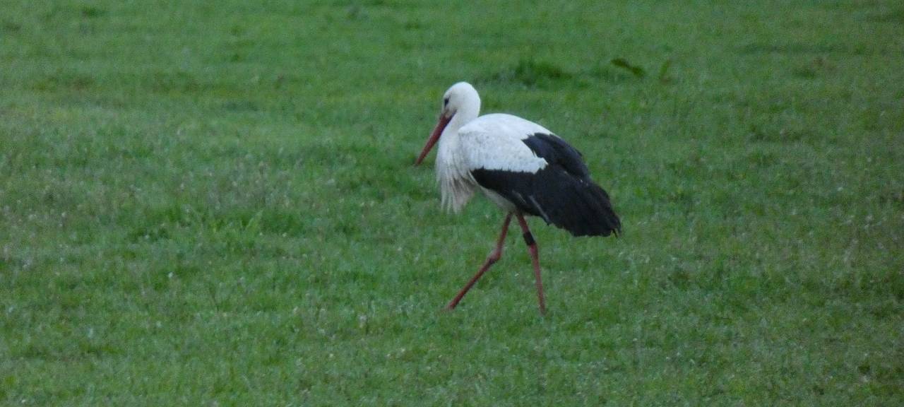 Die Störche in Hamm