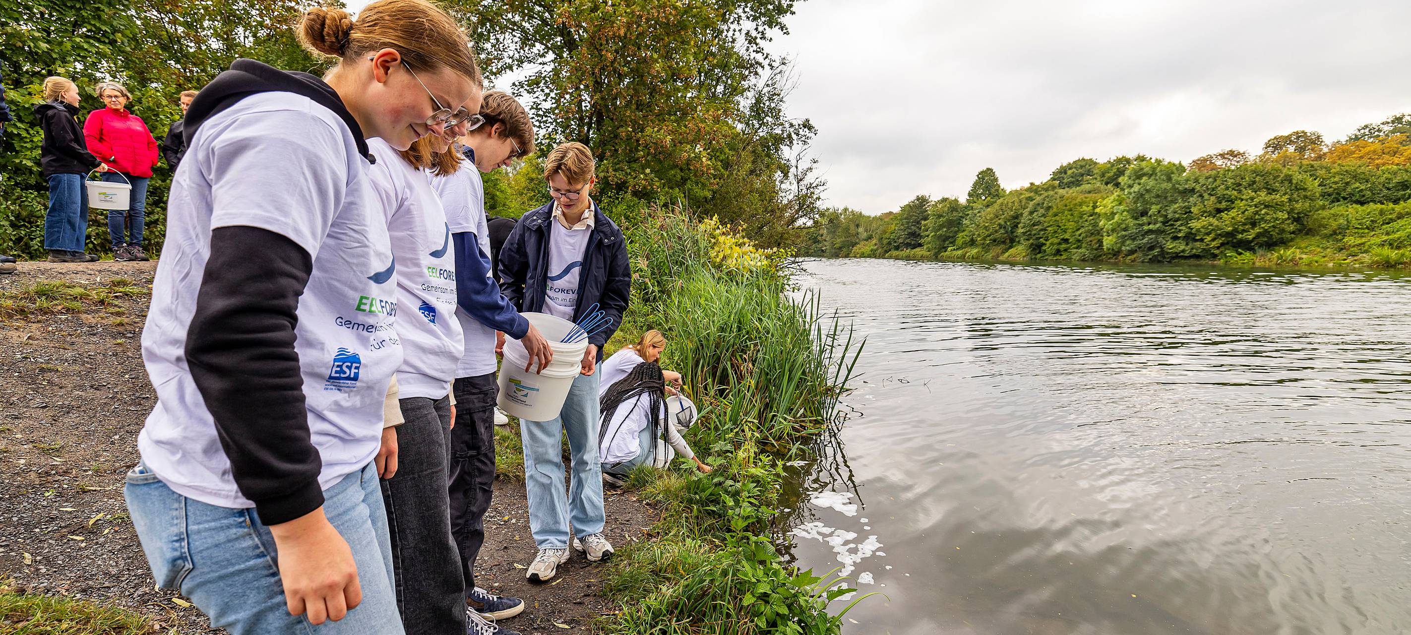 Aale im Beutetl an der Lippe