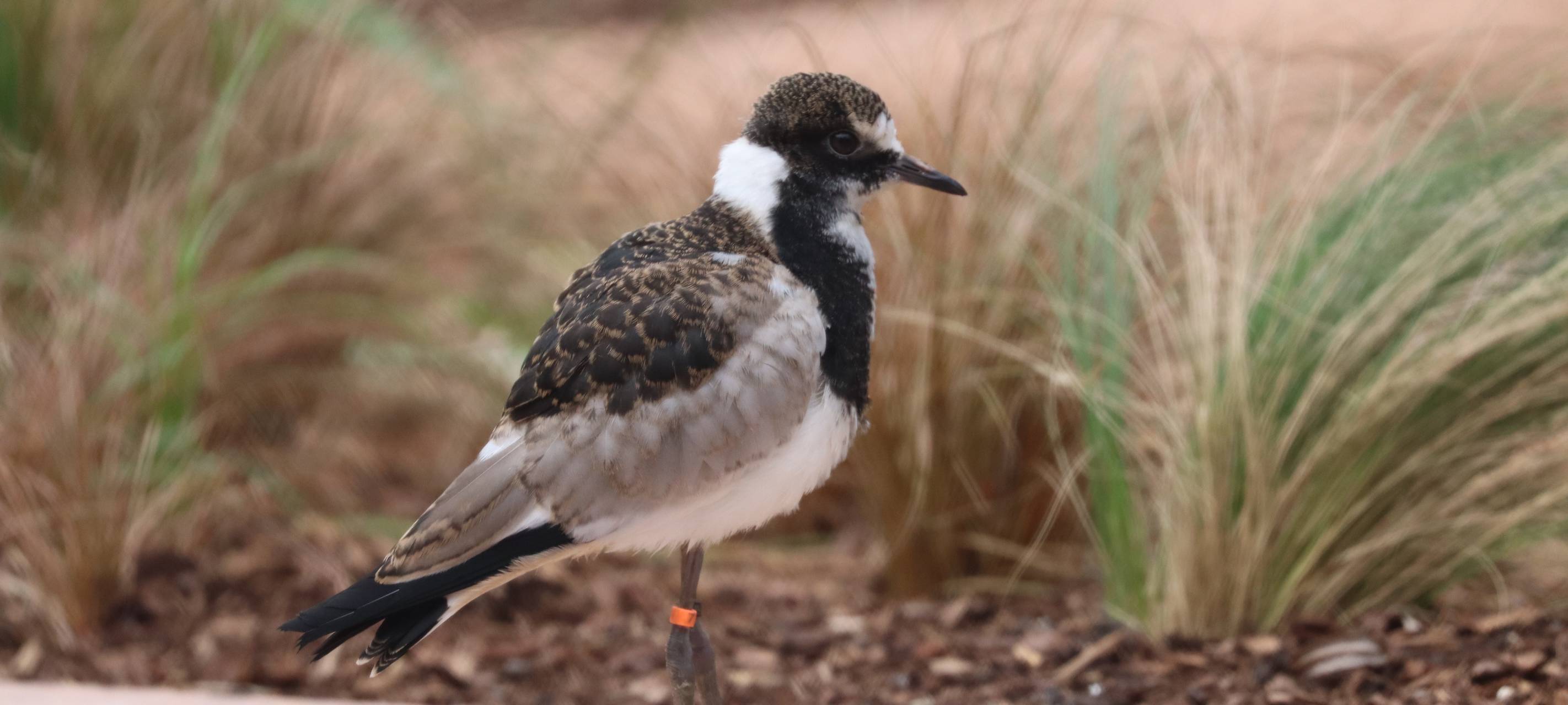 Schmiedekiebitze im Tierpark Hamm eingezogen