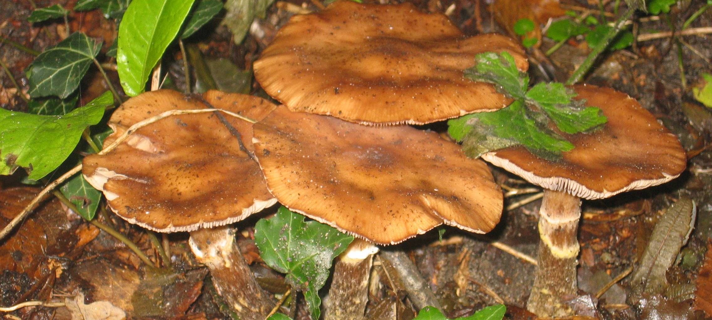 Leckere Pilzsaison gestartet - AOK warnt vor Verwechslungen