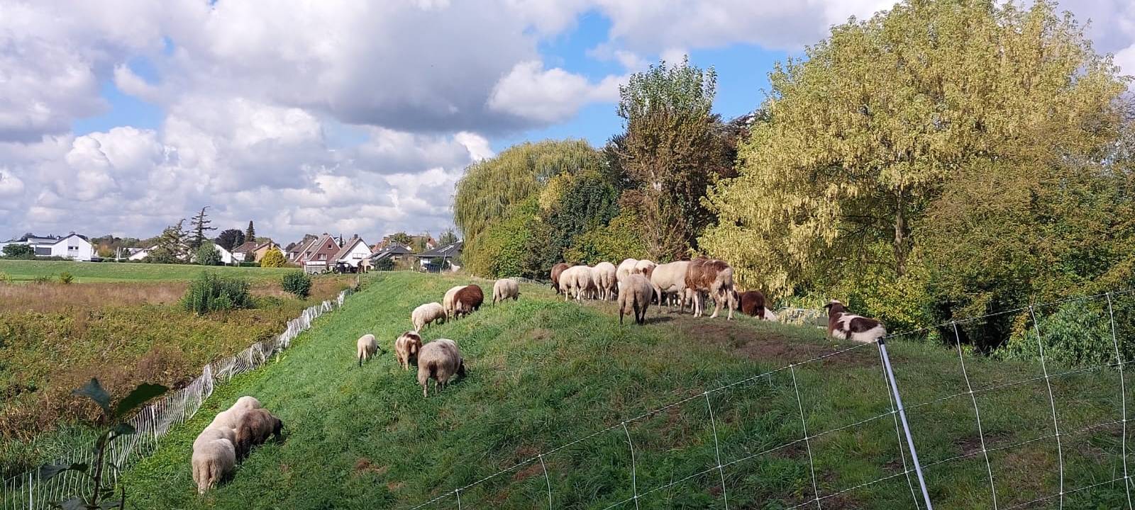 Vorfälle am Ahsedeich in Hamm: Schäfer wehrt sich