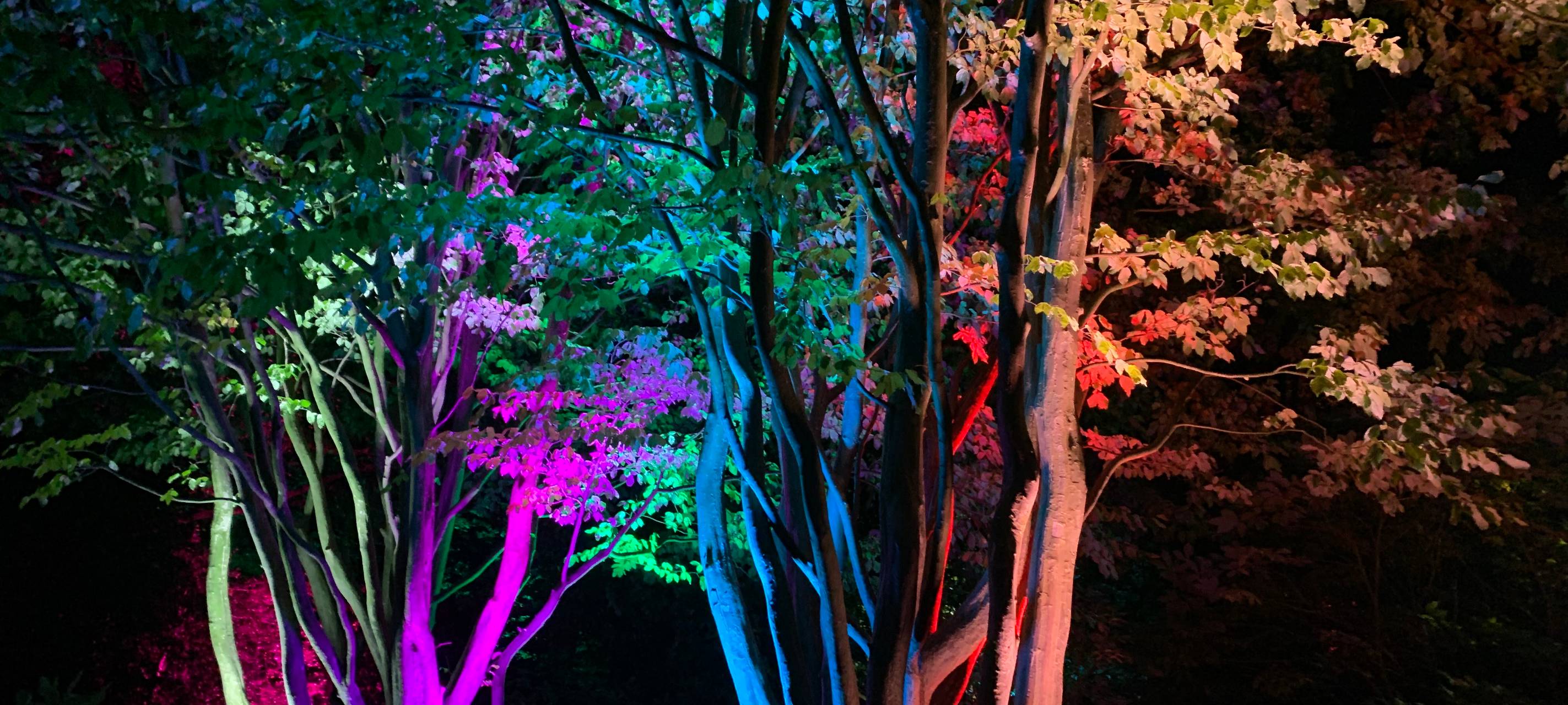 Angeleuchtete Bäume beim Herbstleuchten im Maxipark 2024.