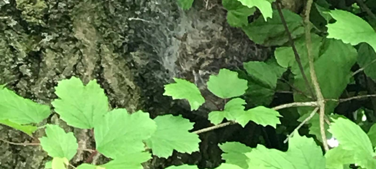 Eichenprozessionsspinner im Maxipark