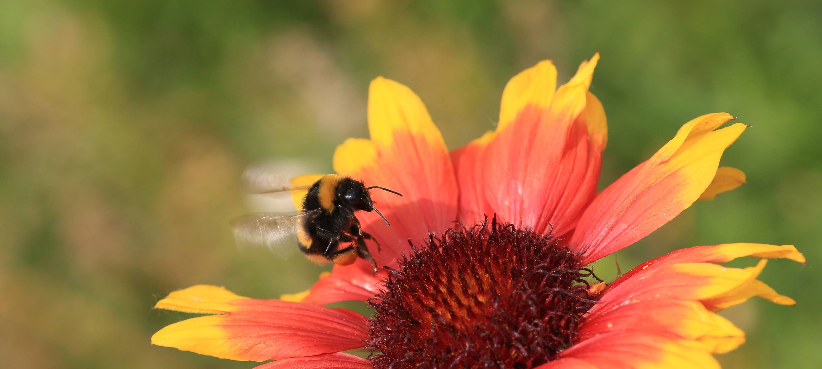 Eine Biene bestäubt eine Pflanze