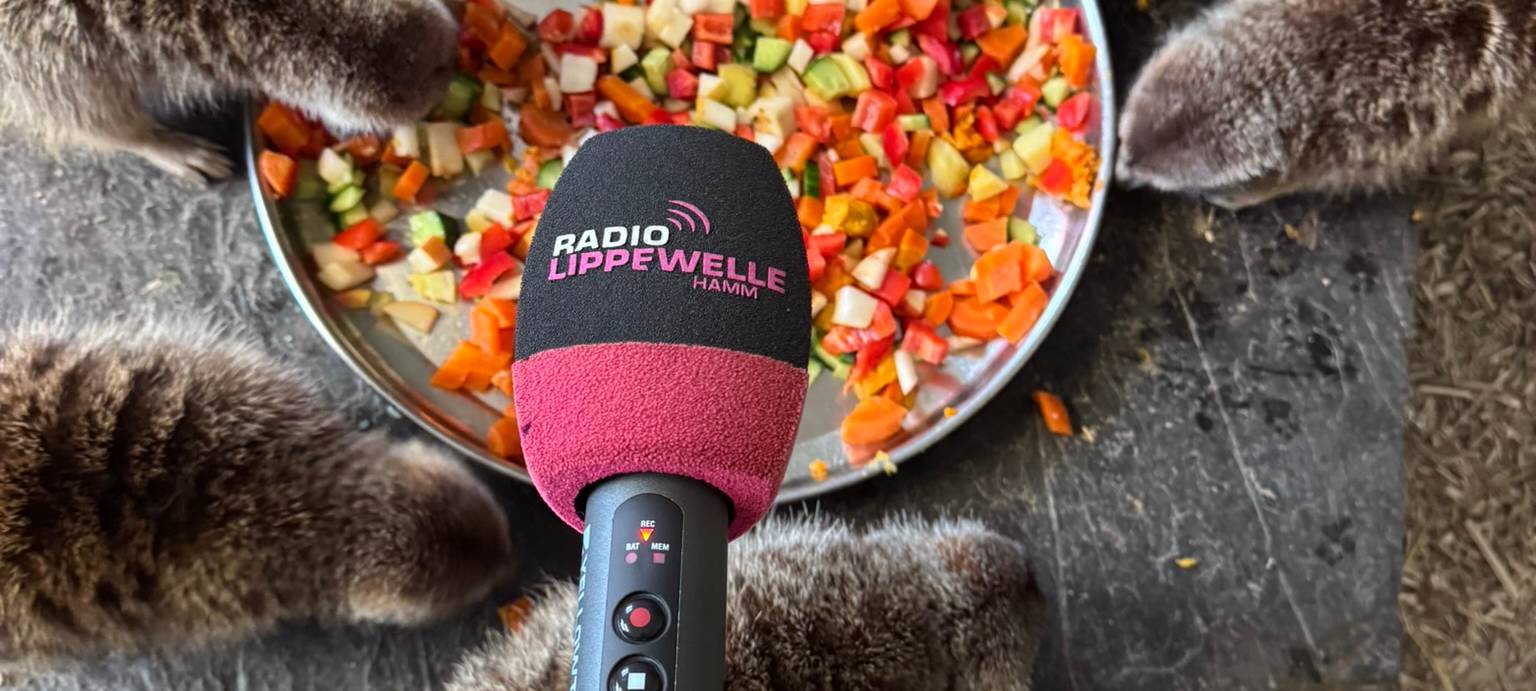 Süßer geht es nicht! Die Erdmännchen im Hammer Tierpark bei ihrer Fütterung.