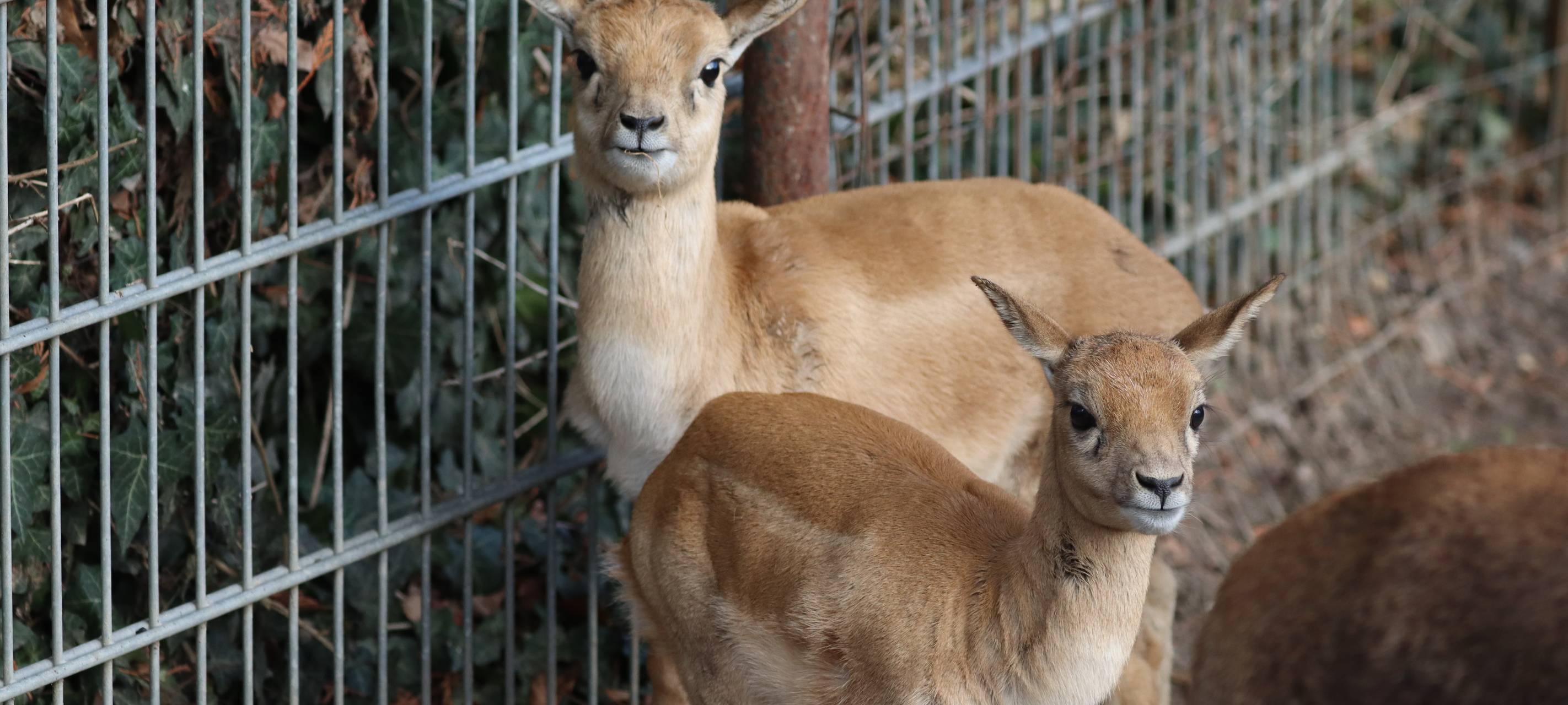 Süßer Nachwuchs im Tierpark Hamm