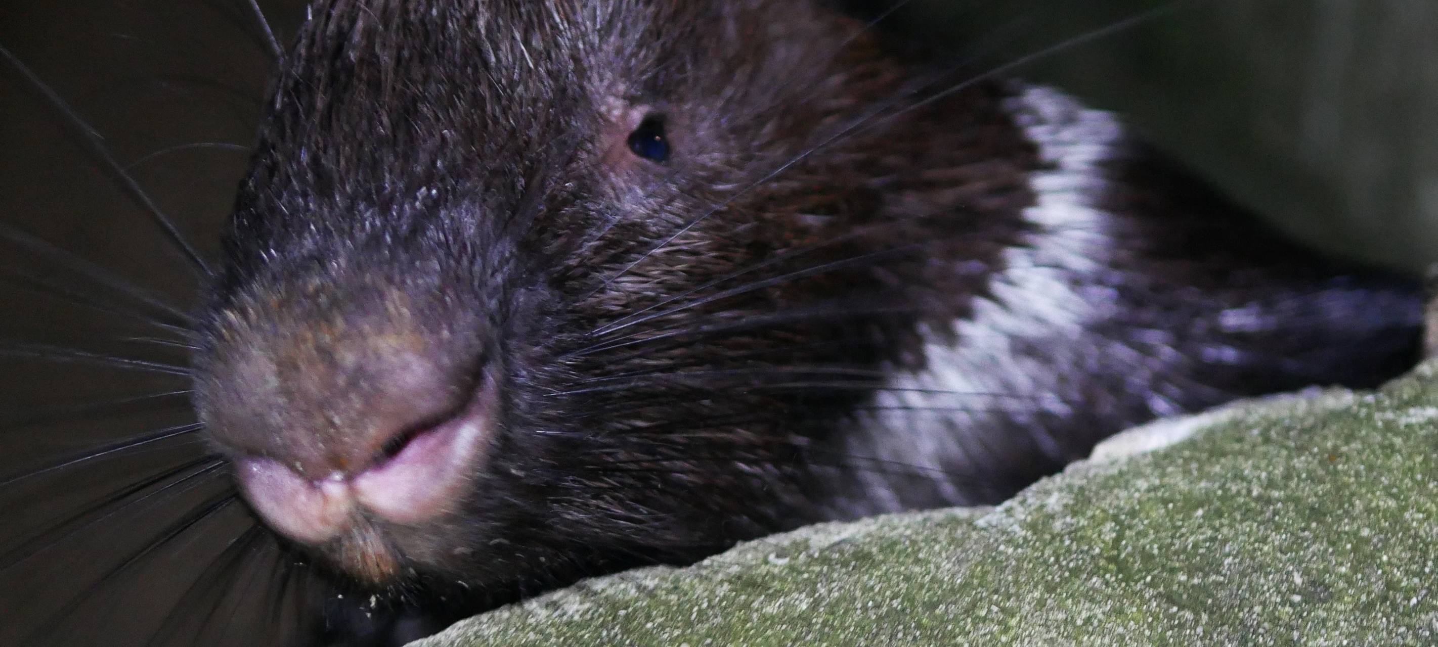 Nachtführungen im Tierpark Hamm starten wieder