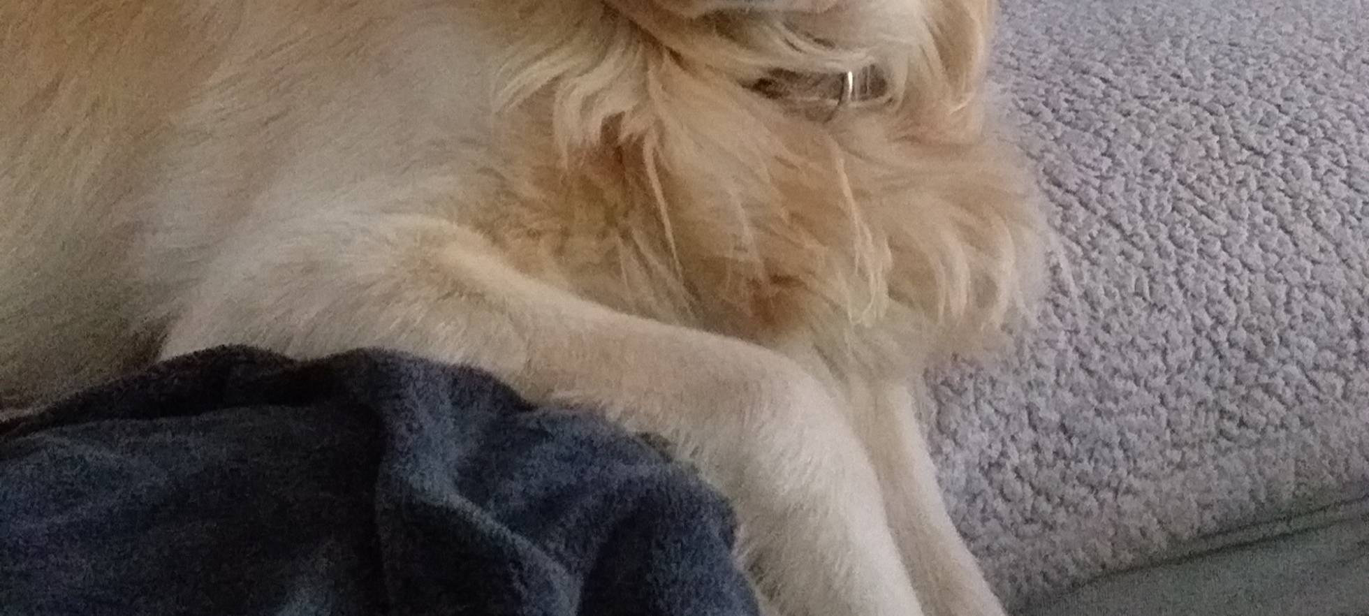 31.12. Hund entlaufen