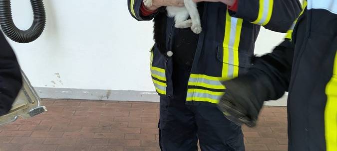 Kater reist im Motorraum von Hamm nach Olsberg