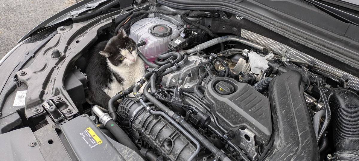 Kater reist im Motorraum von Hamm nach Olsberg