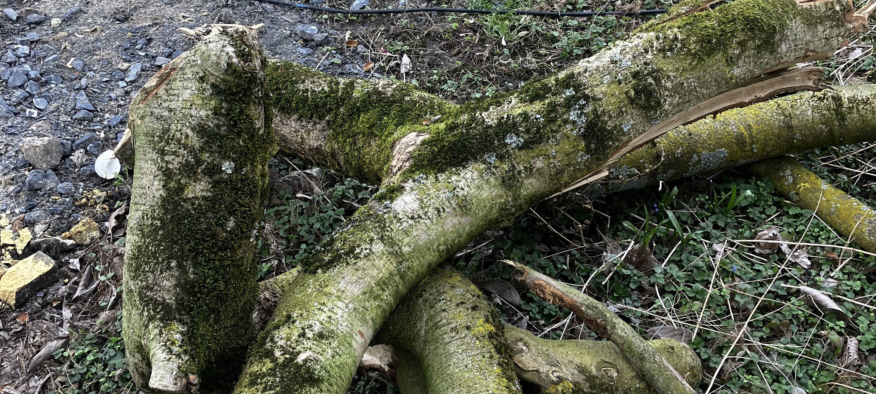Zerstörte Magnolienbäume im Südring in Hamm
