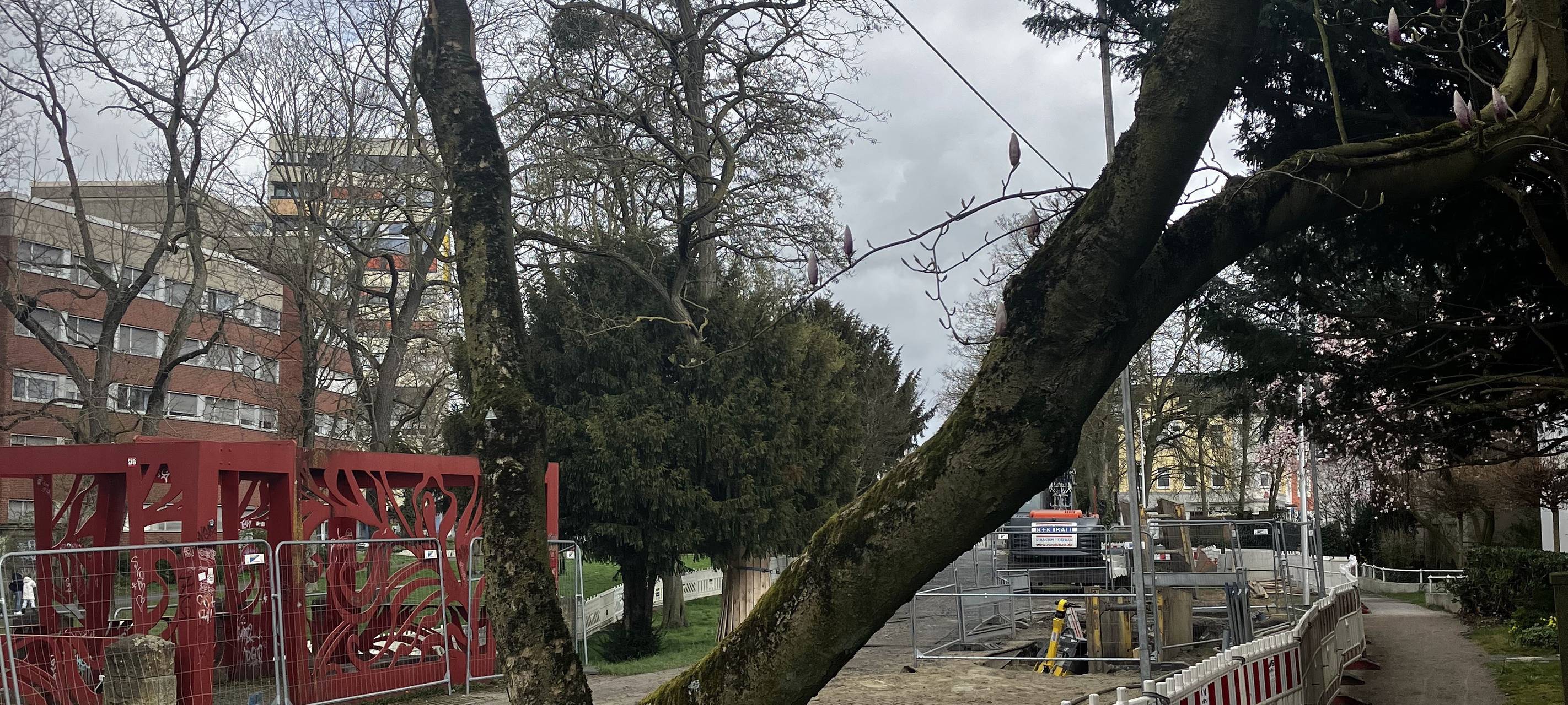 Magnolien-Ärger in Hamm: Bäume bei Bauarbeiten beschädigt
