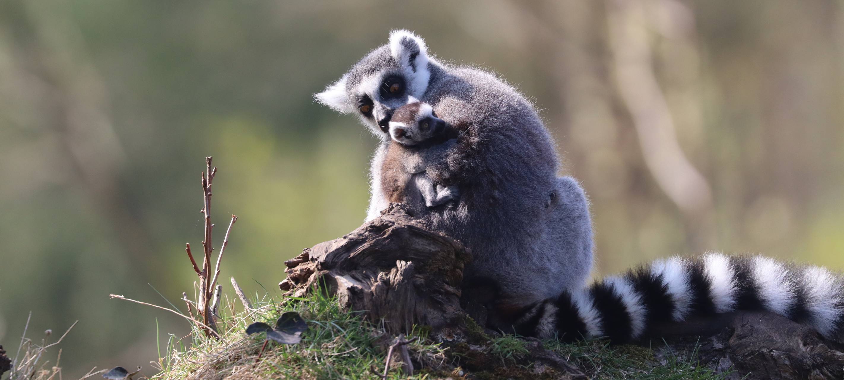 Nachwuchs bei Kattas im Tierpark Hamm