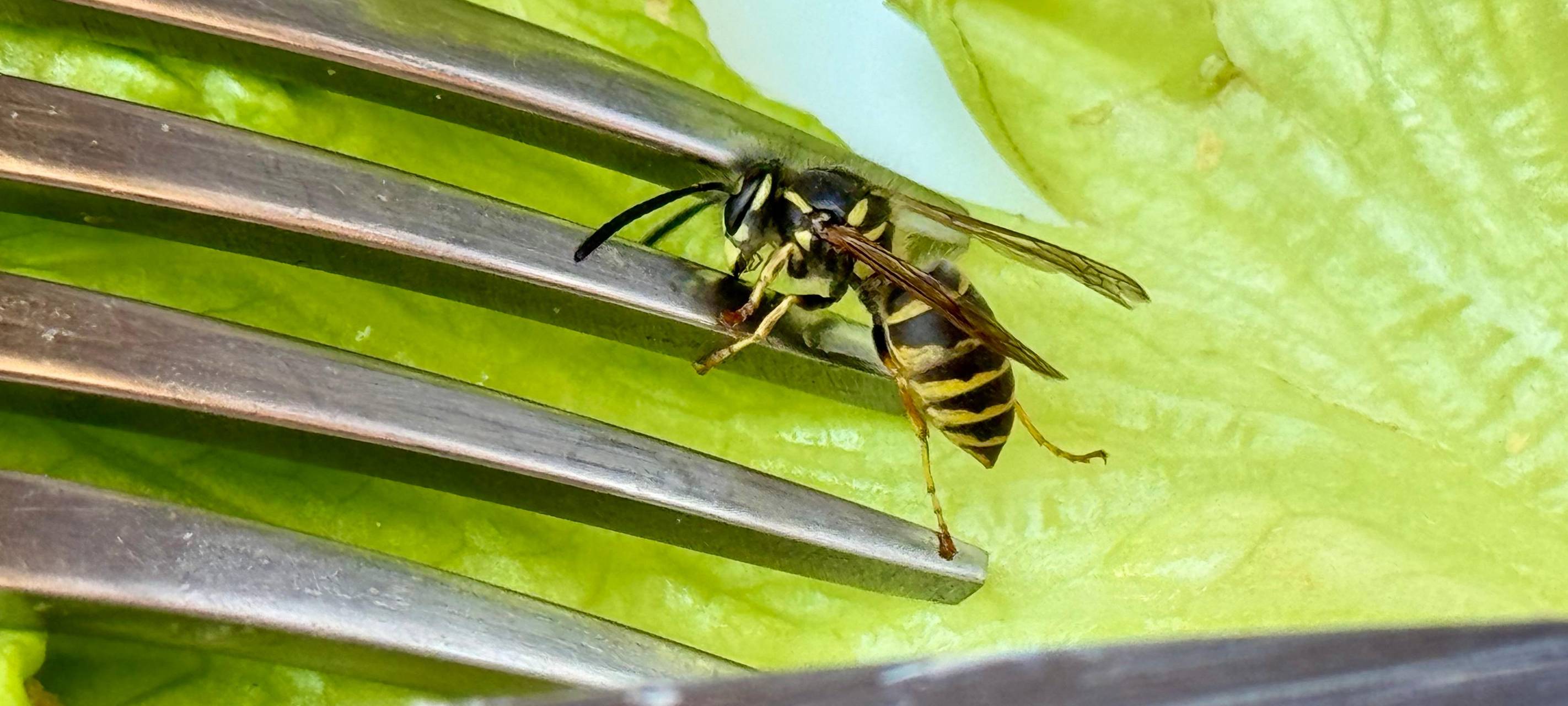 Aktuell viele Wespennester in Hamm