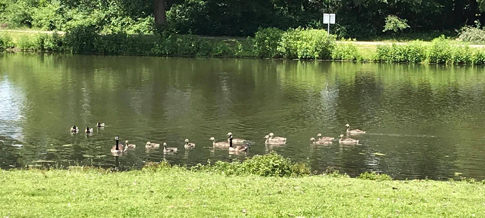 Vogelgrippe: Hamm noch ohne Fall - Veterinäramt warnt