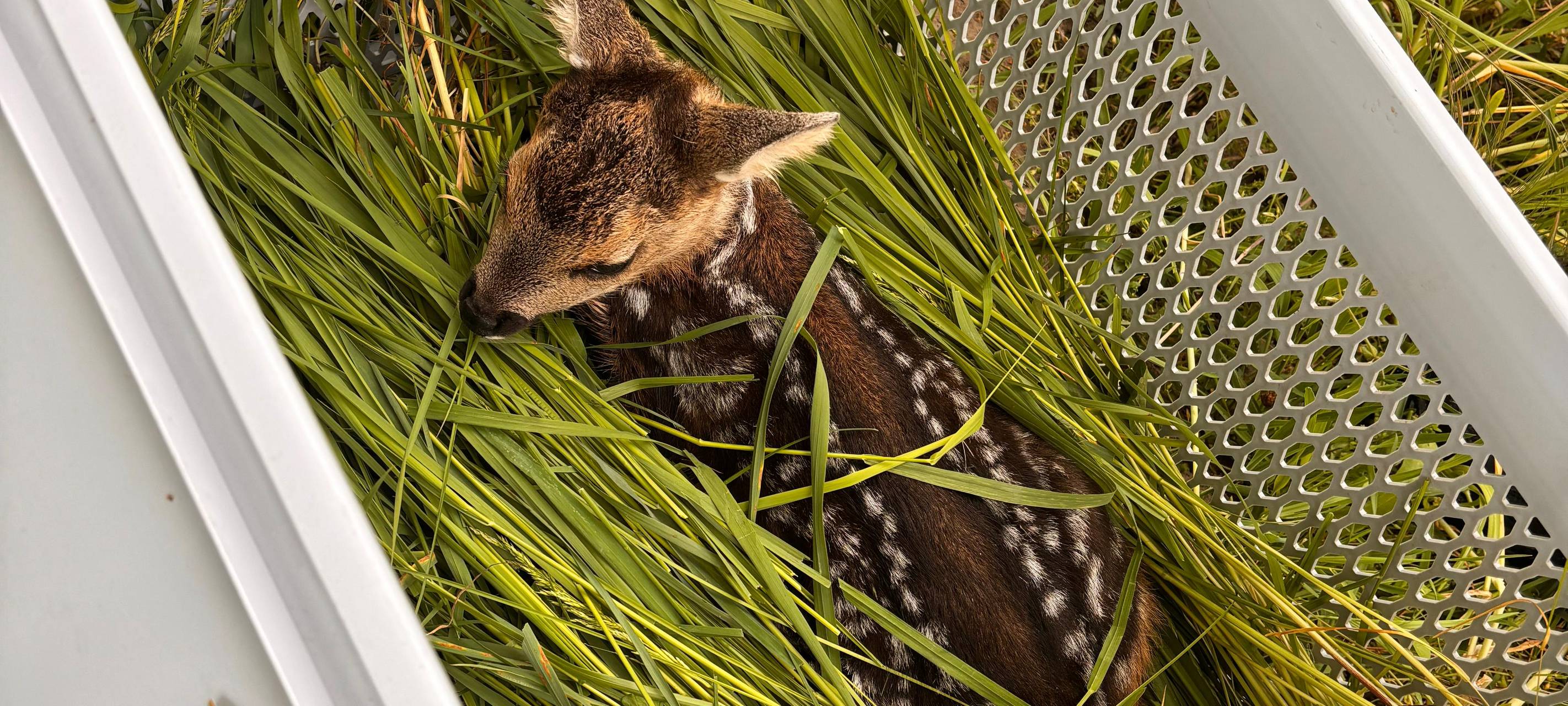 Ein Rehkitz nach seiner Rettung durch die Kreisjägerschaft Hamm.
