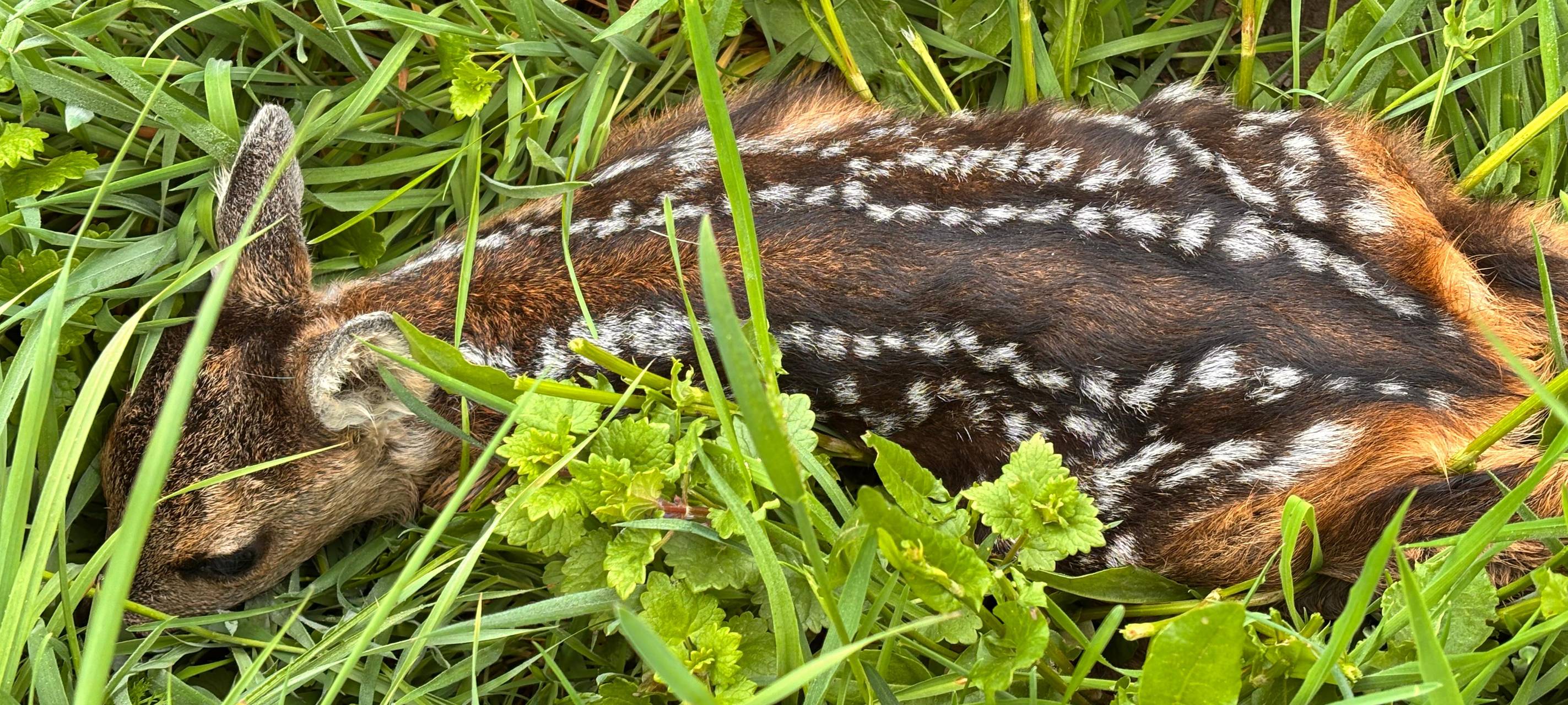 Rehkitze verstecken sich oft in hohen Gräsern und auf Wiesen.