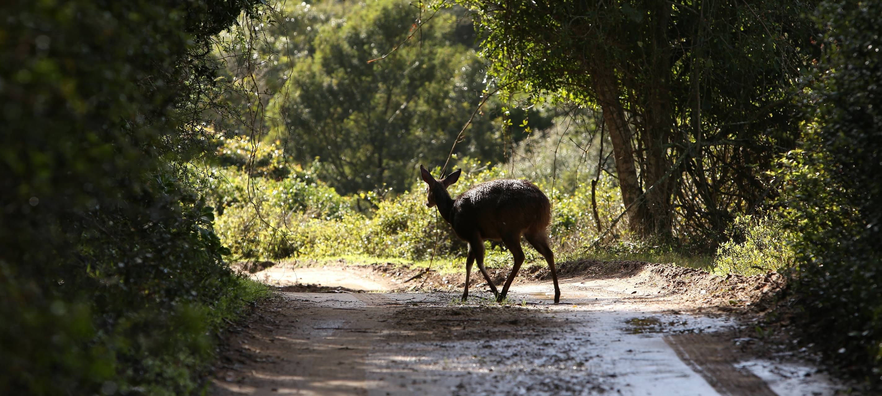 Symbolbild: Reh auf Straße