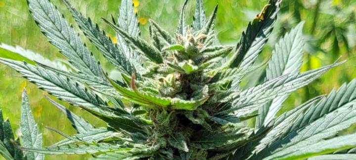 Zu sehen ist eine Cannabispflanze