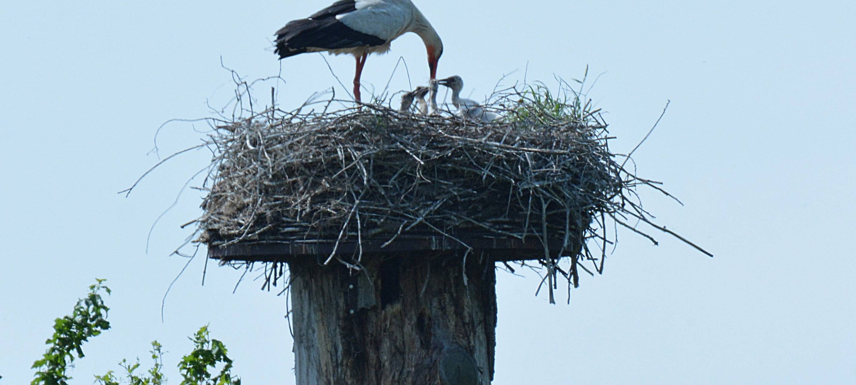 18 Storchenkinder in Hamm