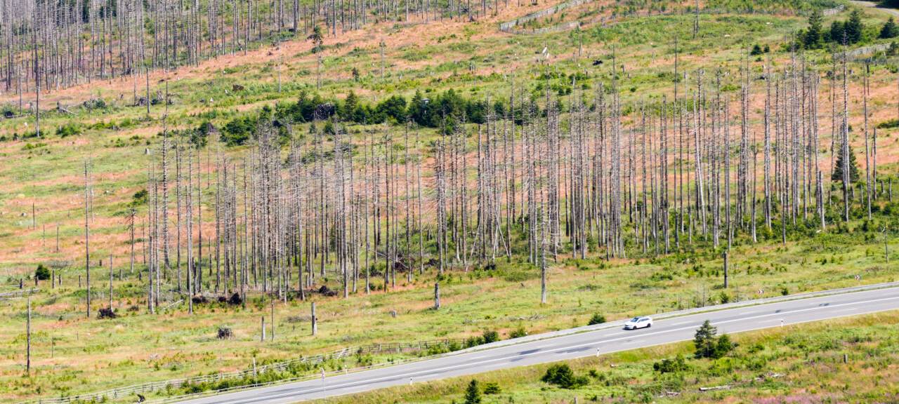 Abgestorbene Fichten stehen zwischen Bad Harzburg und Torfhaus im Harz.