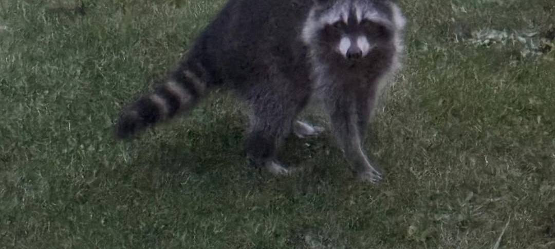 Mehr Waschbären in Hamm: Jägerschaft und Stadt handeln
