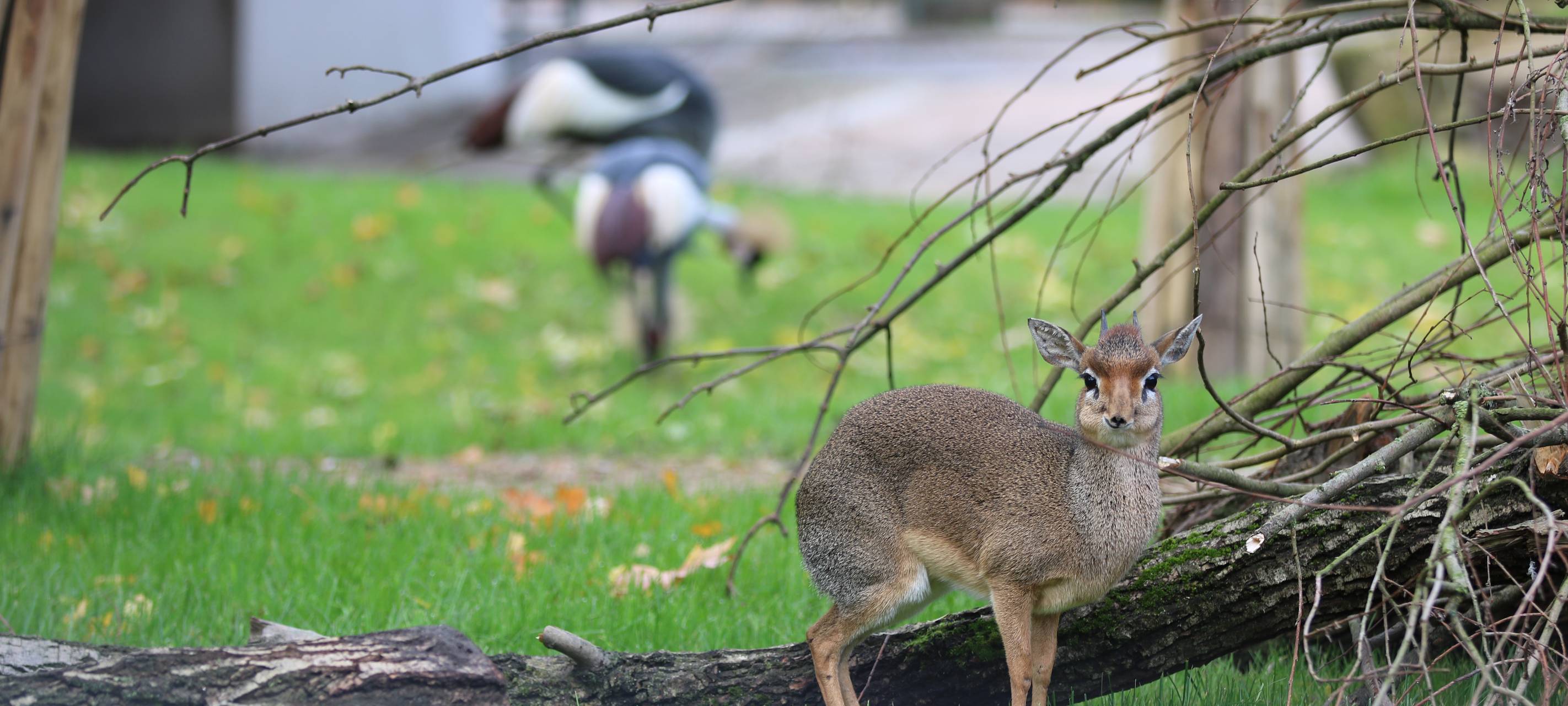 Neues Gehege im Tierpark Hamm