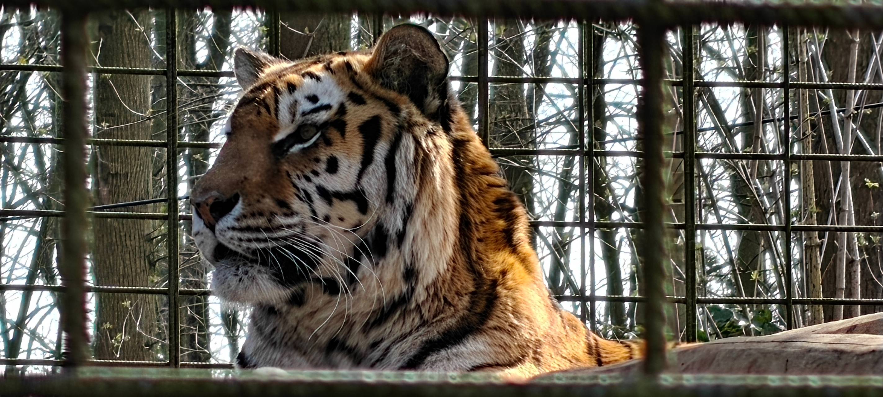 Tierpark Hamm: Zoogegner demonstrieren für Tierwohl