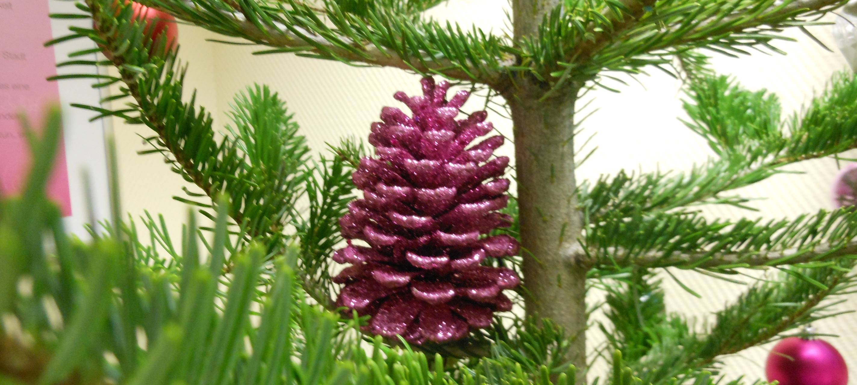 Weihnachtsbäume in Hamm: Preise steigen moderat