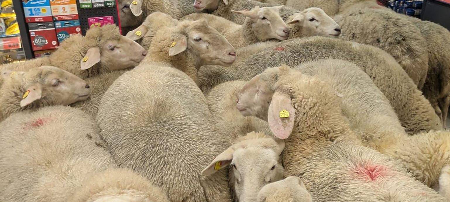 Schafe im PENNY Supermarkt
