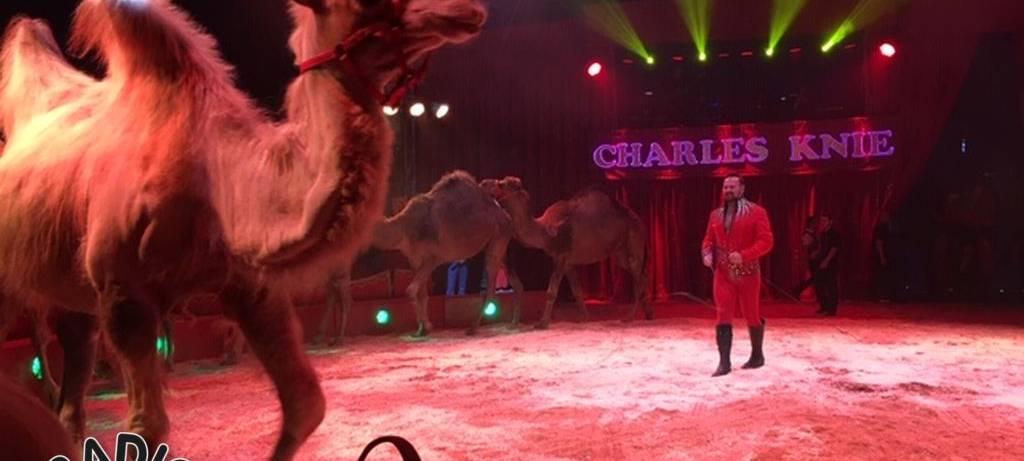 Charles Knie zu Gast in Hamm