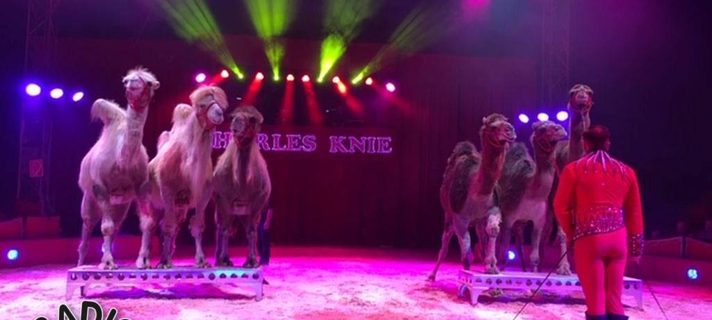 Charles Knie zu Gast in Hamm