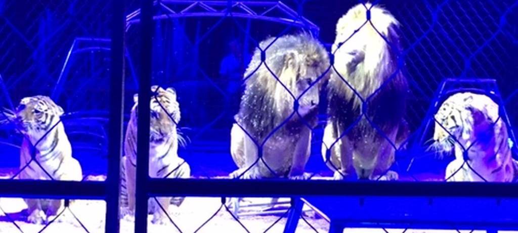 Charles Knie zu Gast in Hamm