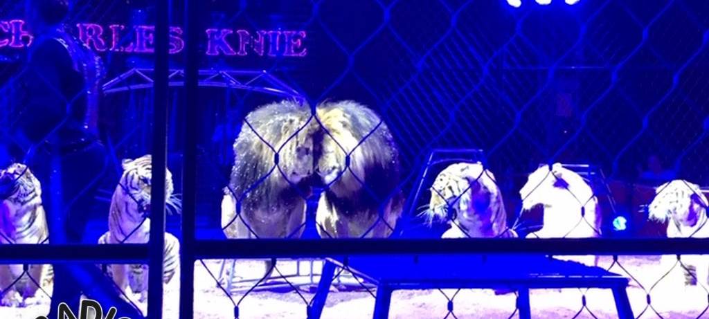 Charles Knie zu Gast in Hamm