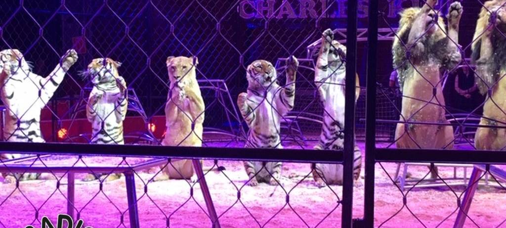 Charles Knie zu Gast in Hamm