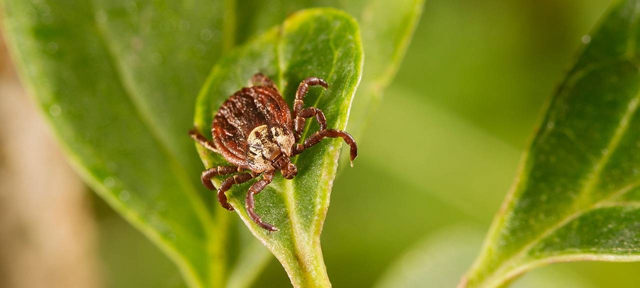 Auch in Hamm können Zecken lauern
