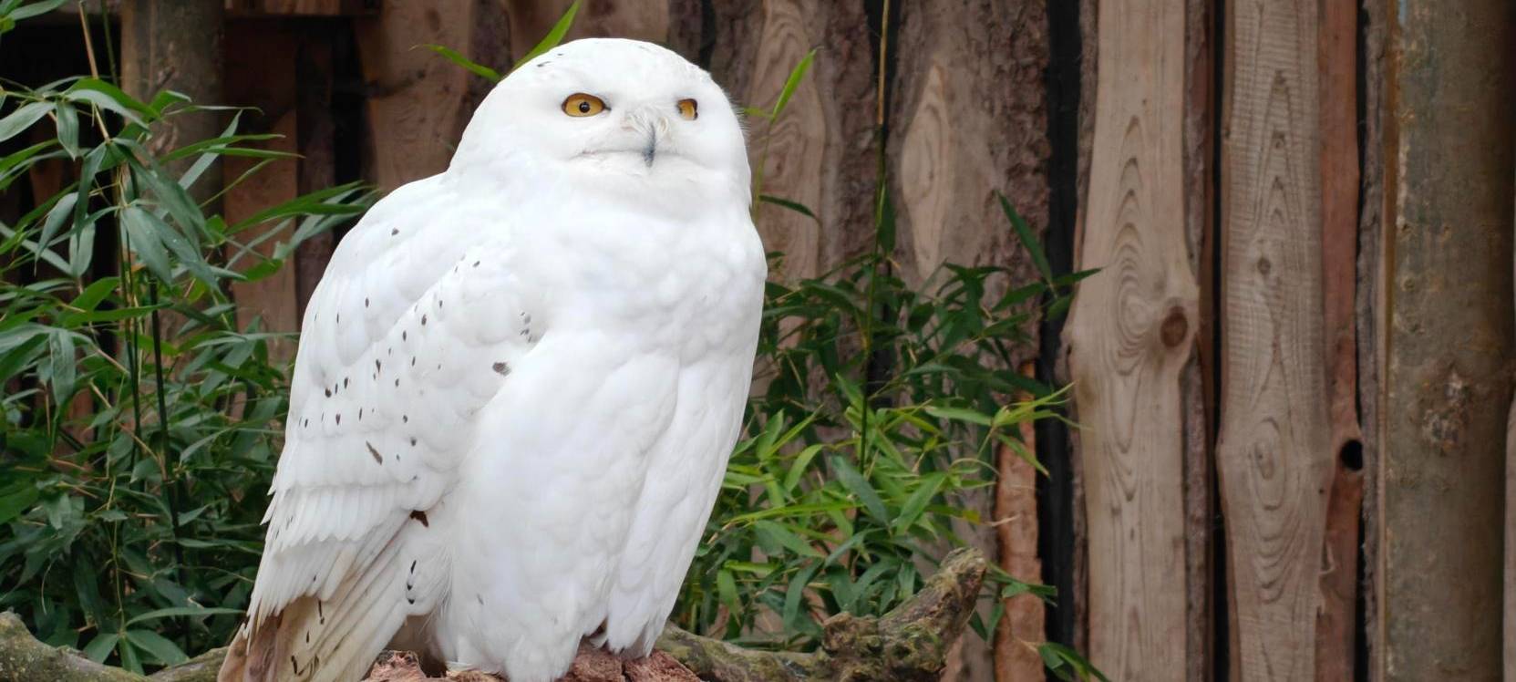 Geflügelpest: Schutz- und Überwachungszonen in Hamm aufgehoben