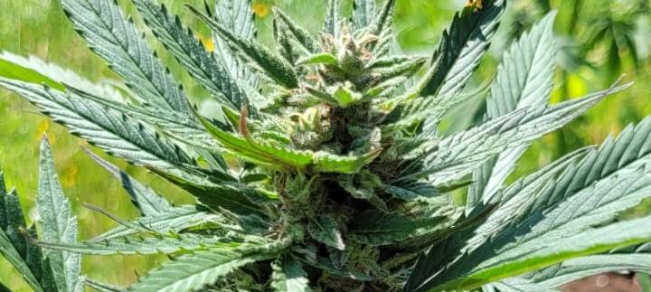 Eine Cannabispflanze ist zu sehen.