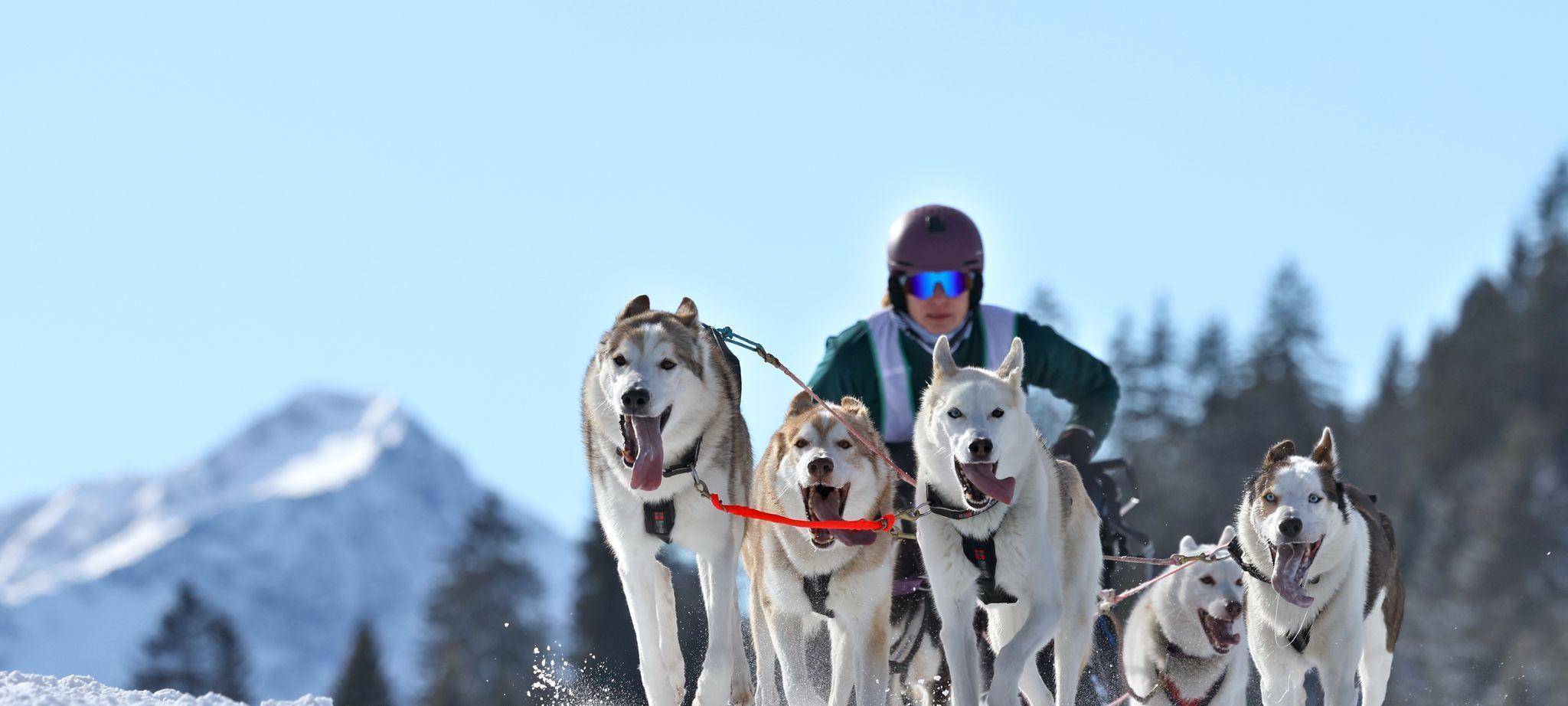Internationales Schlittenhunderennen